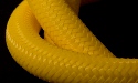 Mellow Yellow Regulator Hose