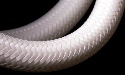 White Regulator Hose